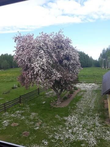 Фотографии Загородные дома Raja Country House г. Koldamäe (Эстония) №2 Фото Загородные дома Raja Country House г. Koldamäe 2