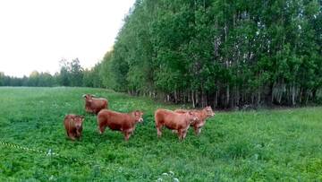 Фото номера Дом для отпуска Загородные дома Raja Country House г. Koldamäe 14